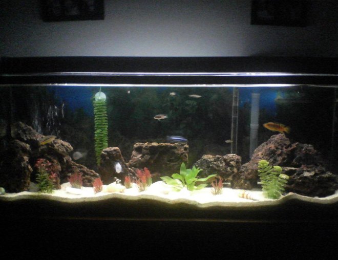 55 gallons freshwater fish tank (mostly fish and non-living decorations) - my tank
