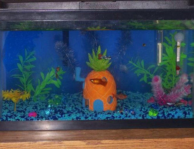 10 gallons freshwater fish tank (mostly fish and non-living decorations) - my fishtank