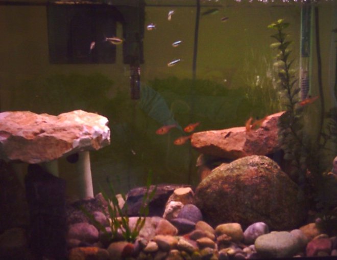 20 gallons freshwater fish tank (mostly fish and non-living decorations) - My 20 gallon high. 8 Black neon tetras; 6 serpae tetras; and 2 yoyo loaches.