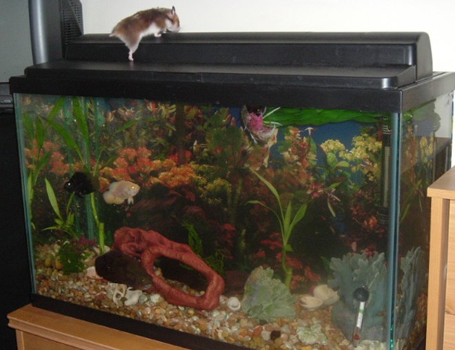 29 gallons freshwater fish tank (mostly fish and non-living decorations) - Cichlids vs planted tanks round 1