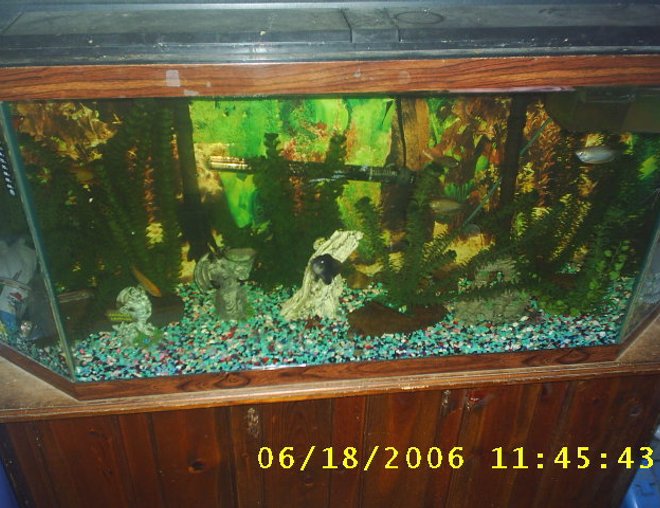 60 gallons freshwater fish tank (mostly fish and non-living decorations) - one of my fish tanks