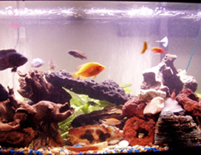 80 gallons freshwater fish tank (mostly fish and non-living decorations) - cichlid tank