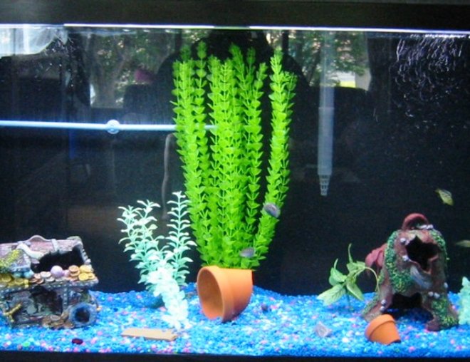 90 gallons freshwater fish tank (mostly fish and non-living decorations) - This is my tank