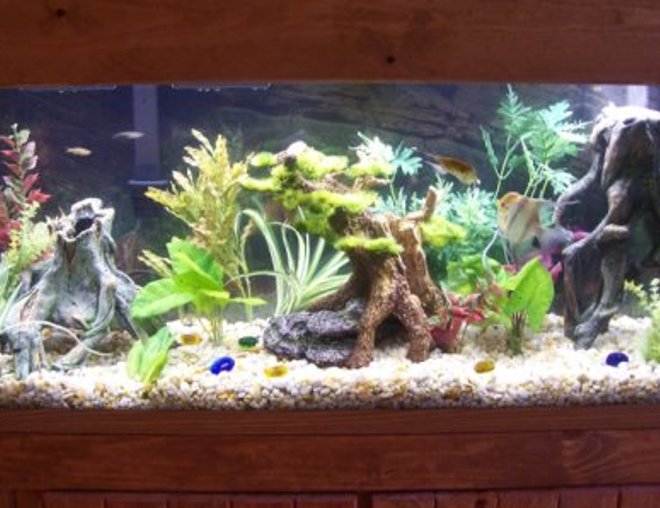 55 gallons freshwater fish tank (mostly fish and non-living decorations) - 55 GALLON COMMUNITY