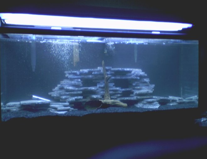 55 gallons freshwater fish tank (mostly fish and non-living decorations) - Our soon to be chiclid tank!!