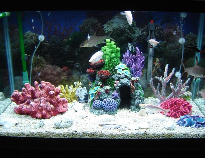 55 gallons freshwater fish tank (mostly fish and non-living decorations) - its super cool