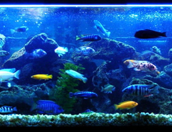60 gallons freshwater fish tank (mostly fish and non-living decorations) - My main African mixed tank is doing very well. Several breedings have been happening constantly, and keeping me very busy as well. I added a couple more Synodontis Multipunctatus (My all time favorite Cat) and I'm hoping for some spawns from them. My Electric Blue is holding again for her second time, I can't wait for them! I'm in the works of getting my father's tank to replace this one, just gotta figure out how to get it over to my place. 
My Electric Blue couple just released 42 fry, plus the 3 babies I could only save from the first batch. I can't wait for these guys to get bigger.