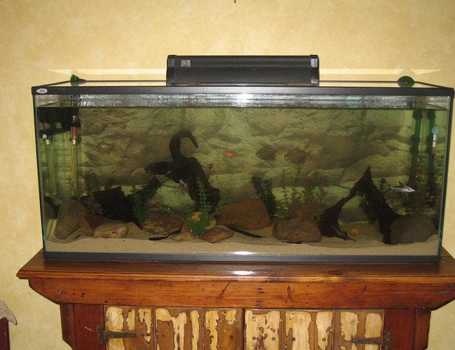 55 gallons freshwater fish tank (mostly fish and non-living decorations) - just upgraded from a 10 gallon tank to a 55 gallon