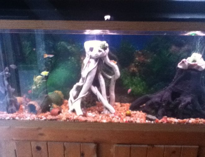 55 gallons freshwater fish tank (mostly fish and non-living decorations) - my newest tank
