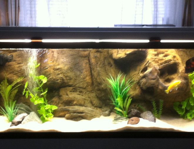 55 gallons freshwater fish tank (mostly fish and non-living decorations)