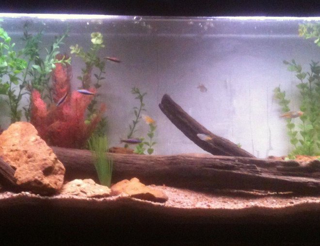55 gallons freshwater fish tank (mostly fish and non-living decorations) - Tank with a little update and stocked.
5 Boesmani Rainbows, 7 Emperor Tetras, and 9 Rummy nose (added after pic. was taken)
