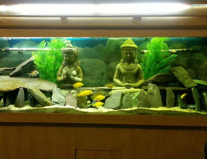 55 gallons freshwater fish tank (mostly fish and non-living decorations) - My tank- front facing with one type of light on only.