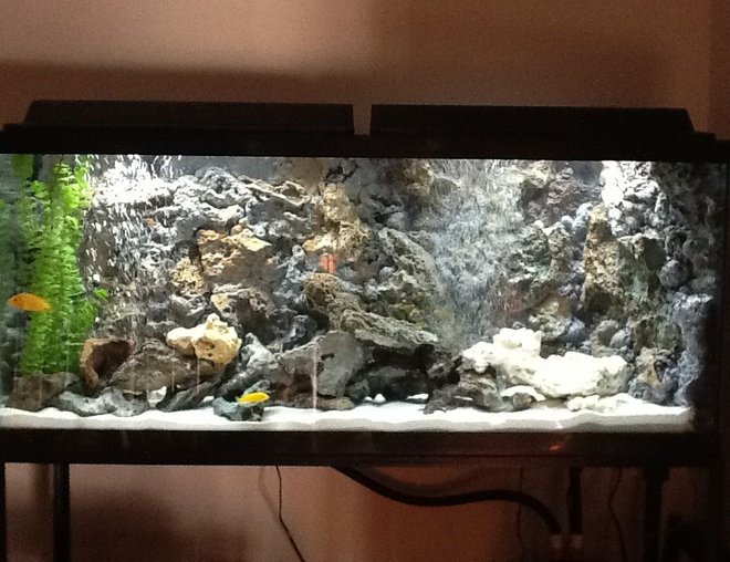 55 gallons freshwater fish tank (mostly fish and non-living decorations) - diy rock 3d background