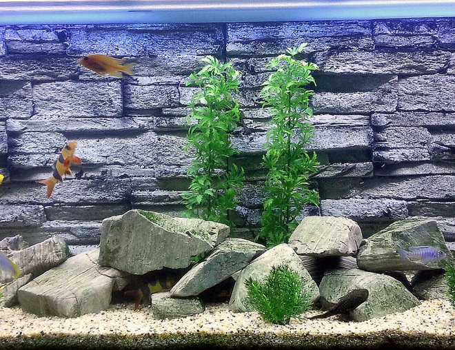 55 gallons freshwater fish tank (mostly fish and non-living decorations) - My Cichlid Tank.