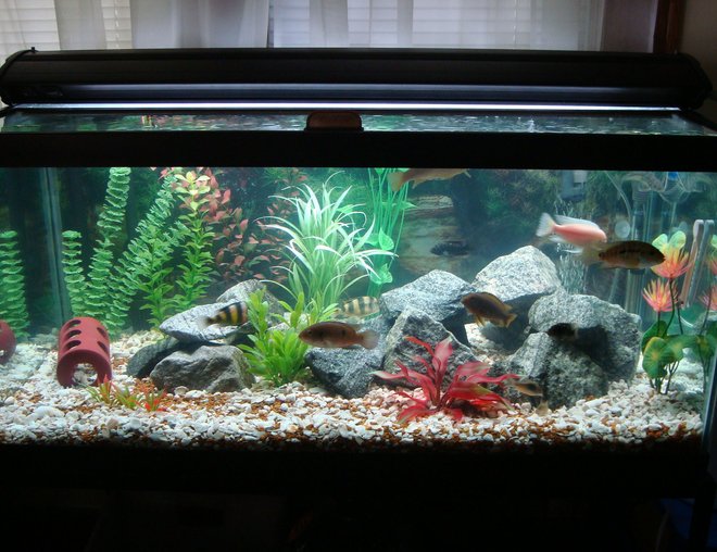 55 gallons freshwater fish tank (mostly fish and non-living decorations) - My 50 gallon chic-lid tank.