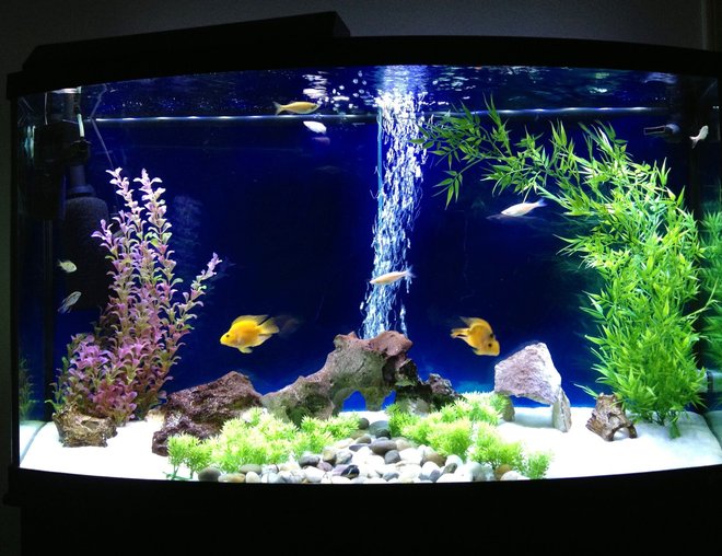 freshwater fish tank (mostly fish and non-living decorations) - 75 gallon oceanic bowfront
