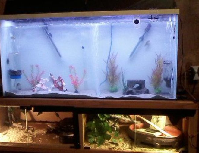 55 gallons freshwater fish tank (mostly fish and non-living decorations) - This is a picture of my 55 gallon fish tank and underneath it is a two sided terrarium for my green anole lizards