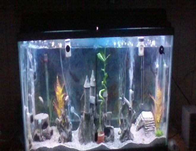 55 gallons freshwater fish tank (mostly fish and non-living decorations)