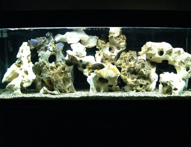 55 gallons freshwater fish tank (mostly fish and non-living decorations) - My 55 gallon Malawi cichlid tank (with 1 Victorian).