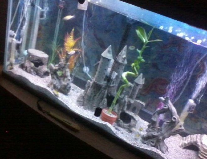 55 gallons freshwater fish tank (mostly fish and non-living decorations)