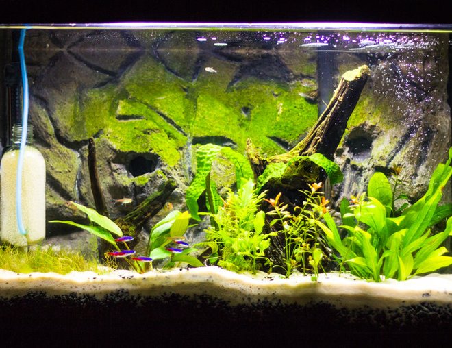 20 gallons freshwater fish tank (mostly fish and non-living decorations) - Update of my tank.