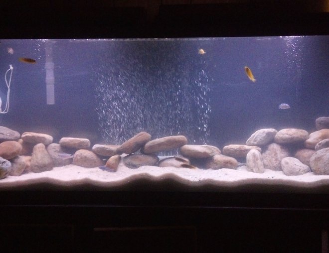 55 gallons freshwater fish tank (mostly fish and non-living decorations) - 55 gall tank for African Cichlid tank with sand and river rocks