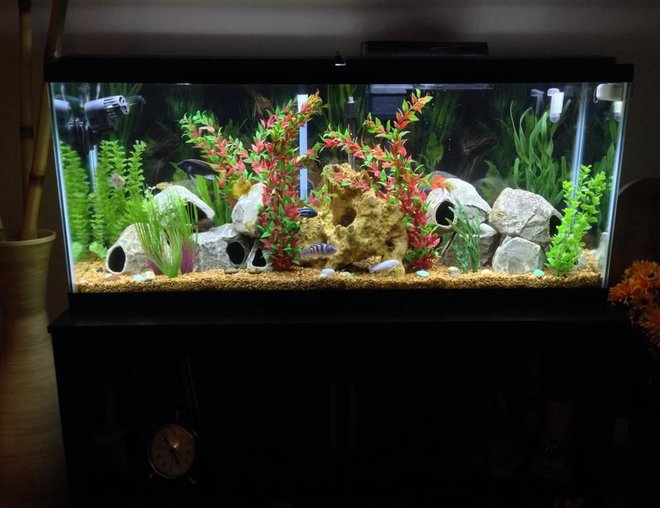 55 gallons freshwater fish tank (mostly fish and non-living decorations) - 55 gallon African Cichlid aquarium
