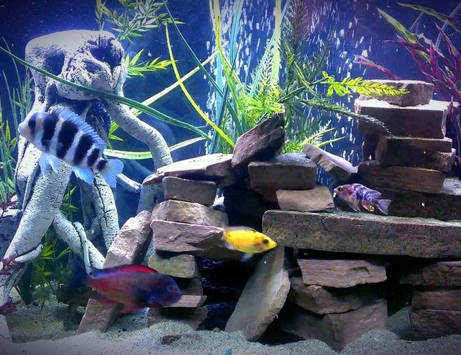 55 gallons freshwater fish tank (mostly fish and non-living decorations) - my new set up hope you like!!!