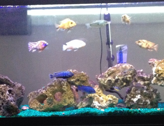 55 gallons freshwater fish tank (mostly fish and non-living decorations) - African Cichlid Tank