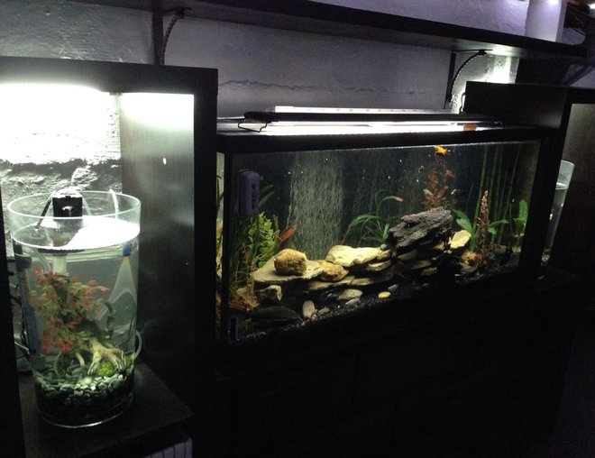 55 gallons freshwater fish tank (mostly fish and non-living decorations) - My room