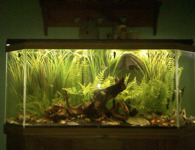 55 gallons freshwater fish tank (mostly fish and non-living decorations) - I wanted this tank have the feeling of being a part of a small creek. Most of the plastic plants are from the craft store.