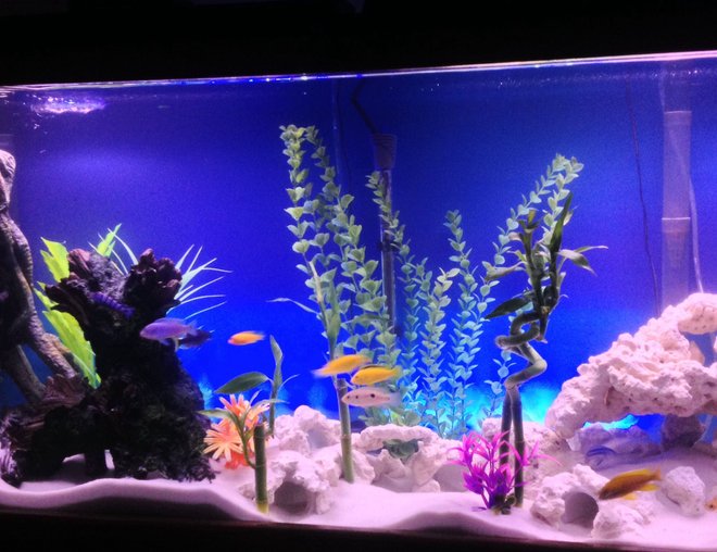 55 gallons freshwater fish tank (mostly fish and non-living decorations) - My 55gal African Cichlid tank