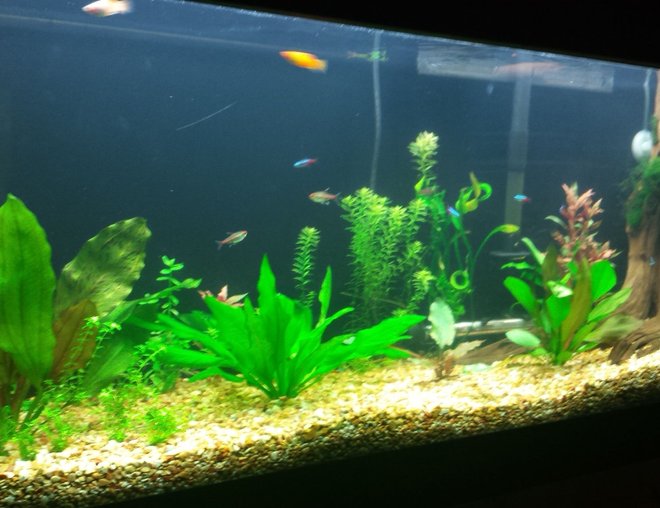 55 gallons freshwater fish tank (mostly fish and non-living decorations) - 1 month after setup and still in progress