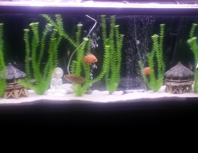 55 gallons freshwater fish tank (mostly fish and non-living decorations) - Freshwater 55 gallon with white sand and fake plants...