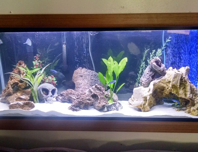 55 gallons freshwater fish tank (mostly fish and non-living decorations) - 55 Gallon Cichlid tank that I put into my wall as an upgrade from my 30 gallon, substrate is a Cichlid specific sand. Has a Echinodorus bleheri and Dracaena