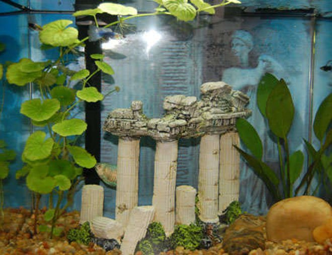 6 gallons freshwater fish tank (mostly fish and non-living decorations) - Welcome to the Parthenon