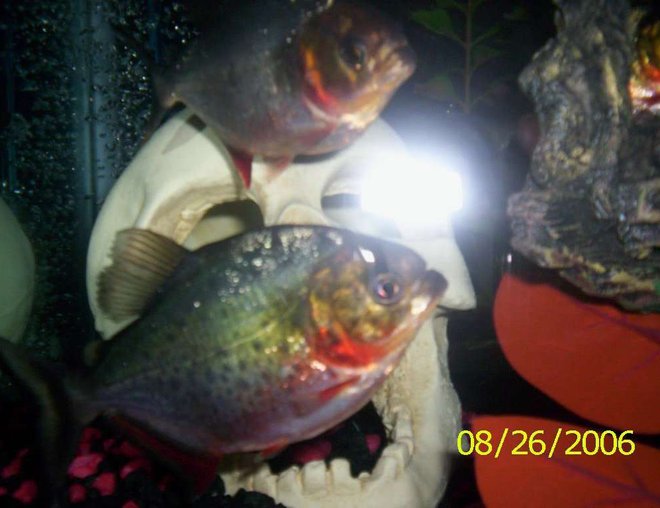 55 gallons freshwater fish tank (mostly fish and non-living decorations) - couple pics of my pirhana when there not hiding.