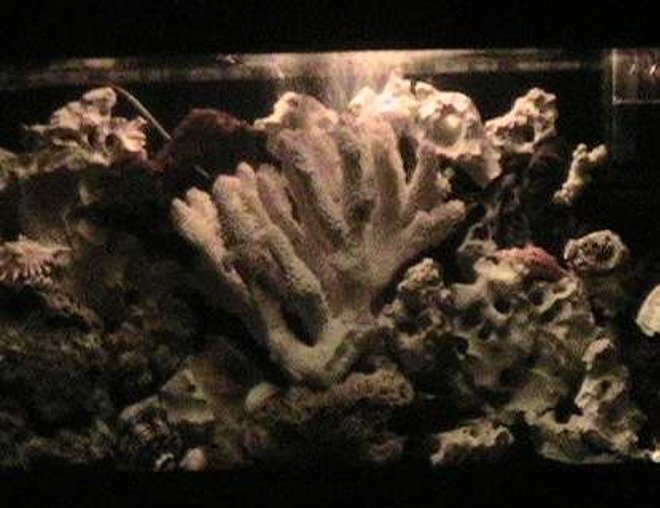 55 gallons freshwater fish tank (mostly fish and non-living decorations) - nite light pic