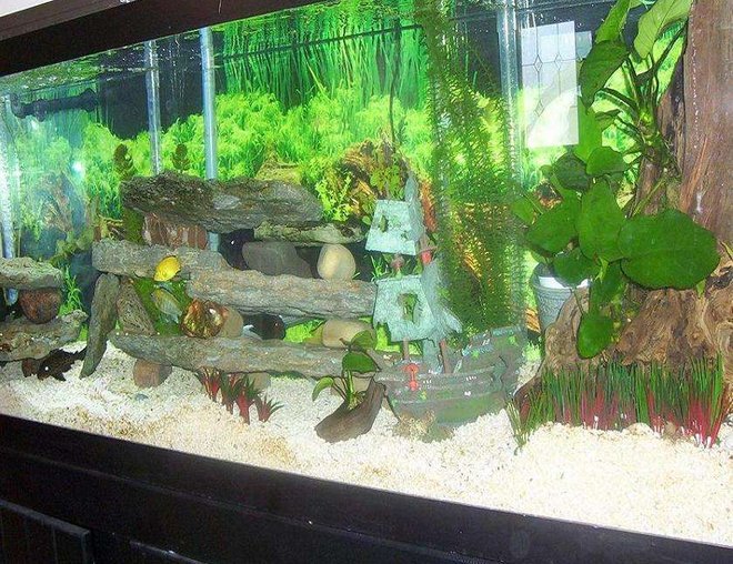 55 gallons freshwater fish tank (mostly fish and non-living decorations) - Cichlid Rift Lake Tank 125 Gallon 120 lbs Florida Crushed Coral, 100+ lbs Dolomite Limestone Rock, 24" tall 9" wide Tree Stump made into Anubius grower Running UGF, Rena XP3 Canister, Dual Rena 400 Airpumps, Dual Coralife 192Watt Deluxe Series Lighting, and Adding Salt to Replicate Lake Malawi Conditions.