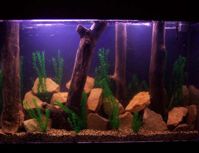 180 gallons freshwater fish tank (mostly fish and non-living decorations) - 175 tall