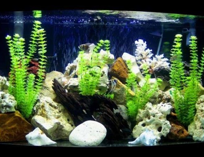 46 gallons freshwater fish tank (mostly fish and non-living decorations) - 46 gal. fresh w/ fake plants, Fluval 305 canister filter, and a wet/dry trickle filter. 4 angels, 4 white cloud danios, 2 black skirt tetras, and a plecostoums