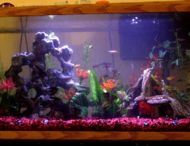 60 gallons freshwater fish tank (mostly fish and non-living decorations) - This is my fish tank, but the picture isn't as clear or good as I would like it to be...