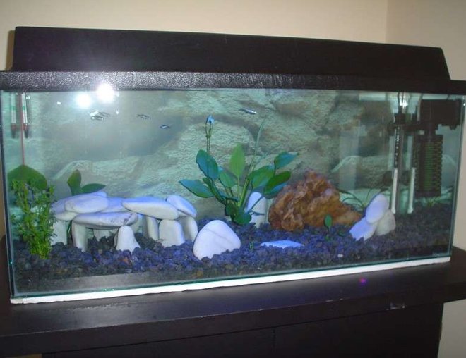 25 gallons freshwater fish tank (mostly fish and non-living decorations) - 30 gal