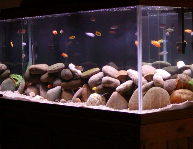 75 gallons freshwater fish tank (mostly fish and non-living decorations) - corner shot