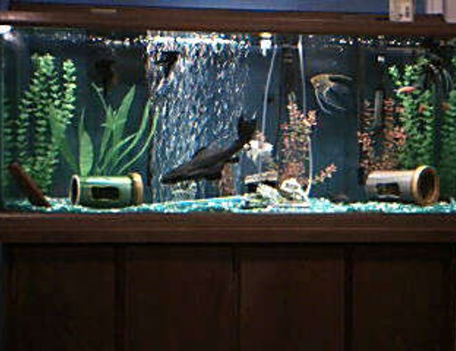 55 gallons freshwater fish tank (mostly fish and non-living decorations) - 55g with 6 angles 4 sucker fish one 13inches the other 3 are 2in 2 bards and 1 mystery snail ( smaller suckers will sadly be leaving soon getting to big)