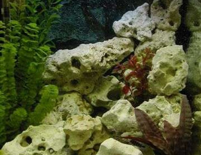 38 gallons freshwater fish tank (mostly fish and non-living decorations) - Malawi Cichlid Tank