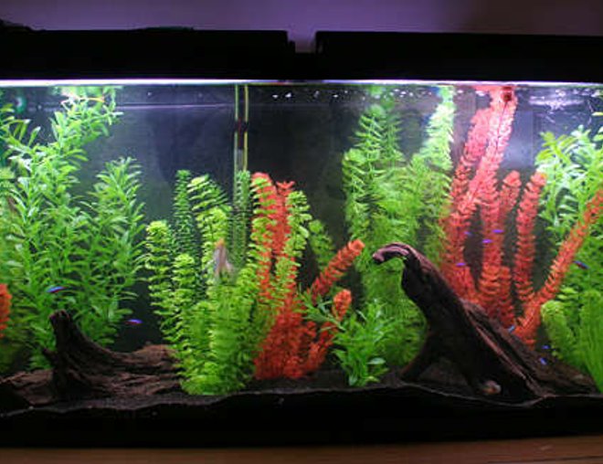 freshwater fish tank (mostly fish and non-living decorations) - 55gallon tank. eheim filter, aquaclear 300 filter.
................
2 angelfish, 16 cardinal tetras, 3 rosey barbs, 2 kuhli loaches, 1 bolivian ram. 1 betta, 5 harlequin rasboras, 4 cories