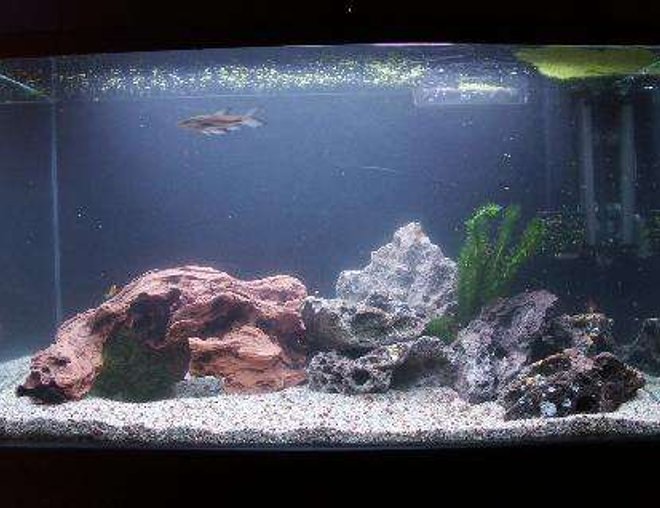 30 gallons freshwater fish tank (mostly fish and non-living decorations) - my new 30 gallon