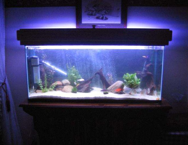 55 gallons freshwater fish tank (mostly fish and non-living decorations) - my tank