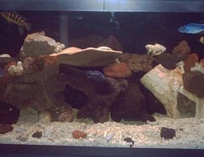 50 gallons freshwater fish tank (mostly fish and non-living decorations) - malawi grow out tank where I grow out malawis till they can go in the 72 with the D.compressiceps.

filtration: emperor 400 and aquaclear 50

aragonite substrate right out of a reef tank andalot of lava rock.also some driftwood.

right now it has an adult electric blue,almost ready to be moved,a 4" livingstoni,a 5" bumblebee,a 4" electric blue johanni/bumble bee hybrid,a 6" blue dolphin/? hybrid,a 2" electric blue johanni,a 2" electric yellow,and a red claw crab.